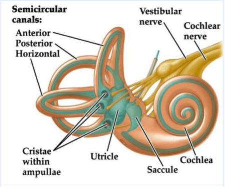 Vestibular Physiotherapy - Downtown Vancouver - Electra Health