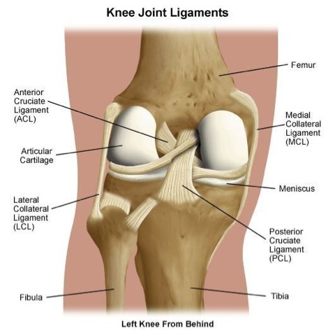 Diagram of the anterior cruciate ligament (ACL) in the knee, highlighting common skiing injuries treated with Vancouver physiotherapy.